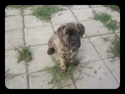 Rare - Chiot Dogue de Bordeaux -  Cane corso, View more