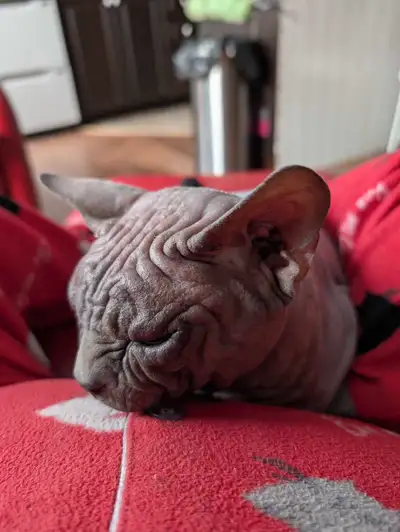 Couple   sphynx adulte, View more