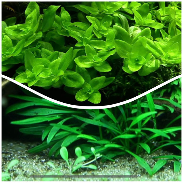 Aquatic plants bundle  in Fish for Rehoming in Kitchener / Waterloo - Image 2