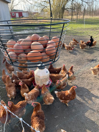 Farm fresh eggs!!