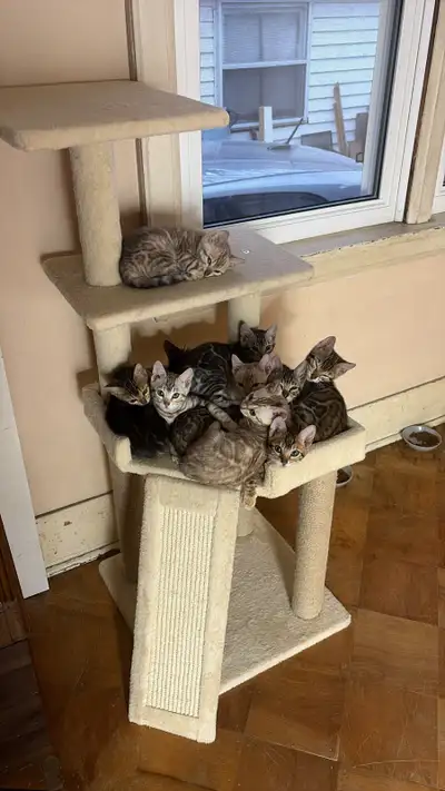 TICA Registered Bengal Kittens, View more