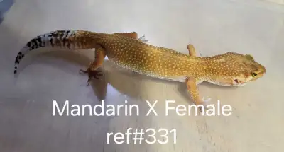 Mandarin Cross Female , View more