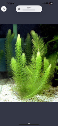 Ceratophyllum demersum Plantae aquarium