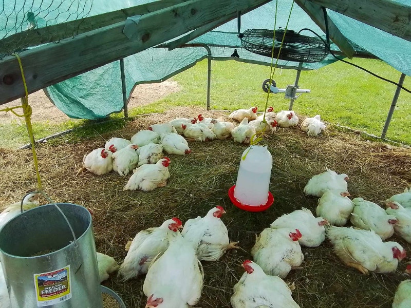 Meat Chickens Livestock Moncton Kijiji