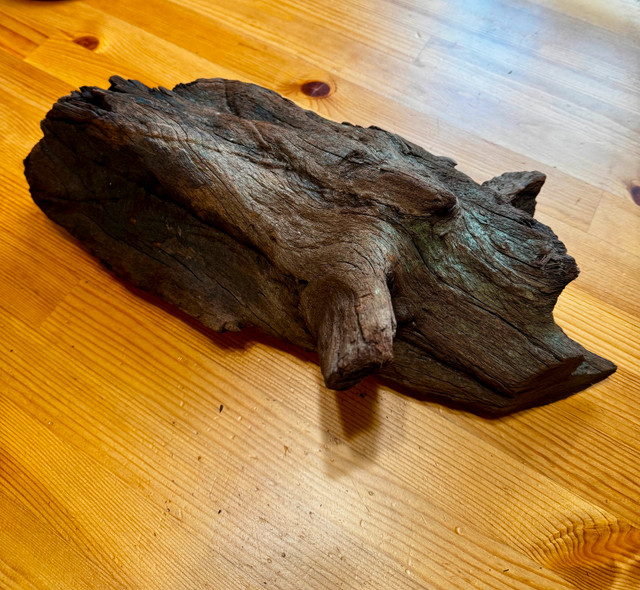 Aquarium Ornaments in Fish for Rehoming in Red Deer - Image 3