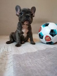 French Bulldog Purebread puppy toronto downtown frenchie