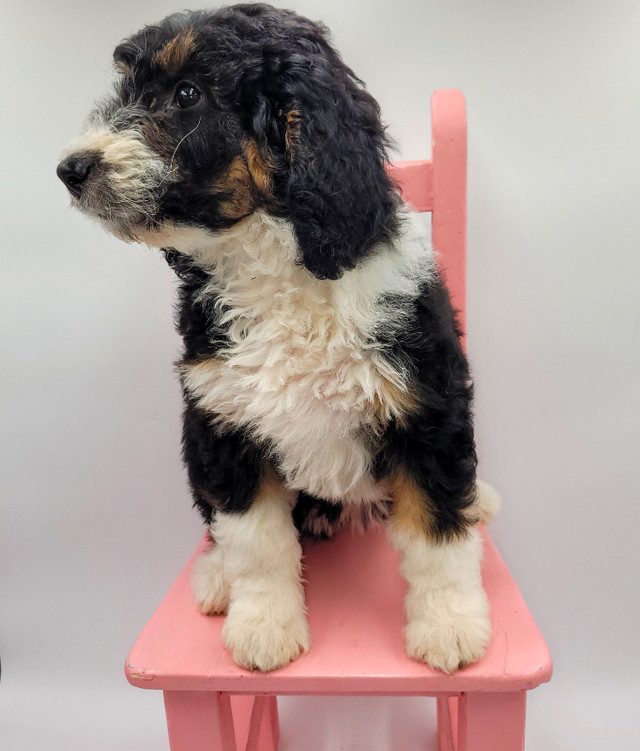 F1b Bernedoodle puppies. in Dogs & Puppies for Rehoming in Vancouver - Image 2