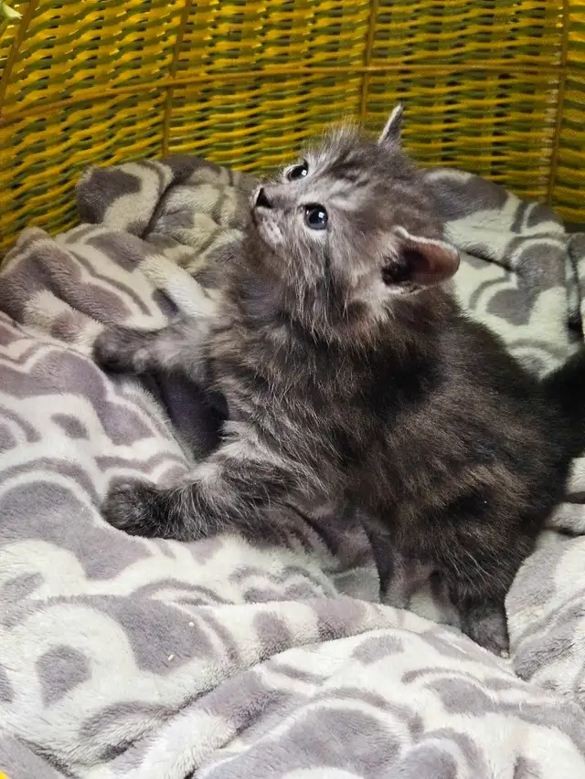 Petits chatons à réserver in Cats & Kittens for Rehoming in City of Montréal - Image 11