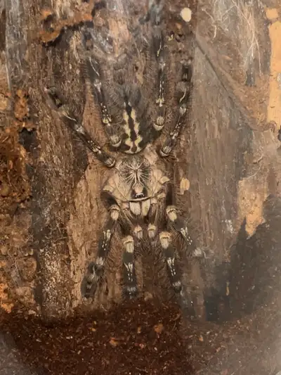 Mature Male Poecilotheria Subfusca Tarantula, View more