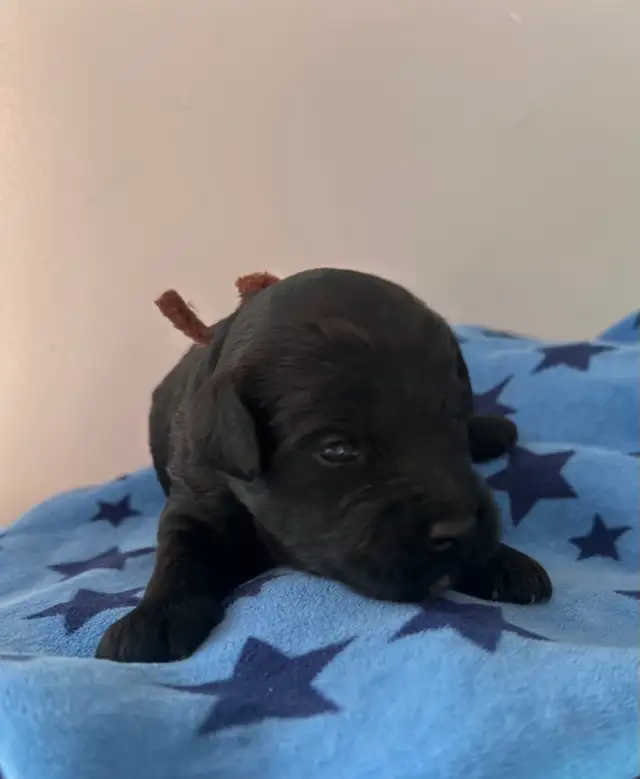 Miniature Whoodle puppies in Dogs & Puppies for Rehoming in Sudbury - Image 4