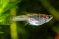 Female Endler guppies and fry