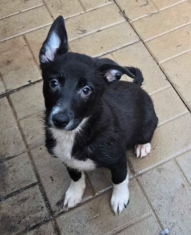 Border Collie Puppies in Dogs & Puppies for Rehoming in St. Catharines - Image 2