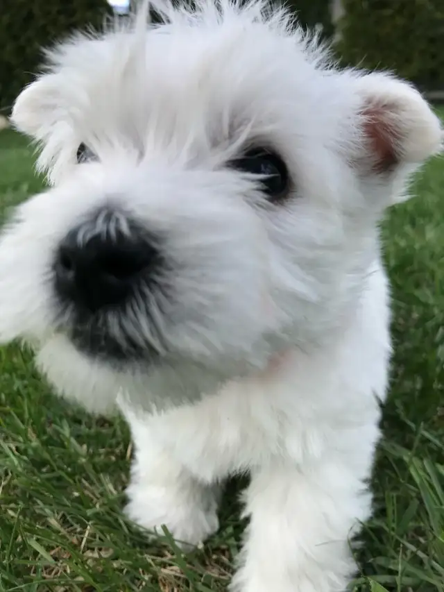 Westie puppies in Dogs & Puppies for Rehoming in Edmonton - Image 6