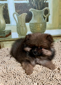 Adorable Pomeranian Puppies Available!