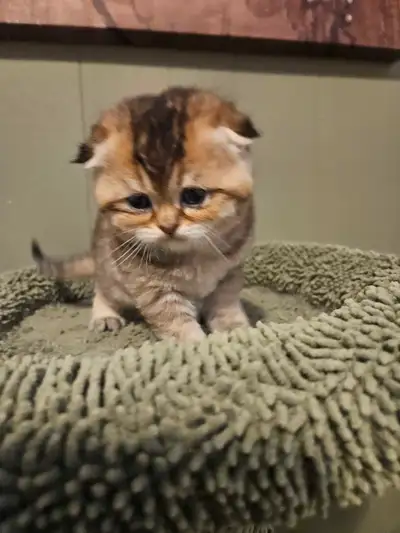 chaton scottish fold et straight pure race, View more