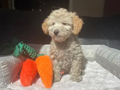  Adorable Maltipoo Puppies for Sale , View more