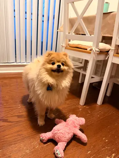 Rehoming 10 month Teddy Bear Pomeranian puppy, View more