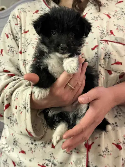 de 9 semaines vacciné vermifuge avec carnet et micro puce chiots d'environ 8 lbs adultes il sont ado...