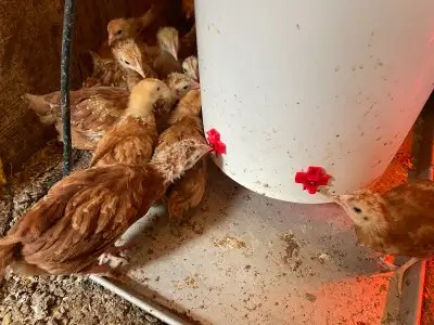 Rhode Island Red pullets chickens hens, View more