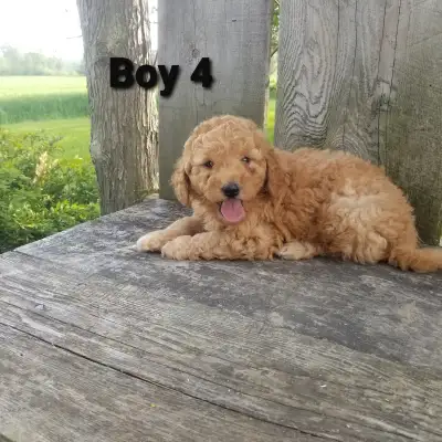 Mini Goldendoodle Puppies, View more