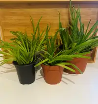 Aloe Plant  