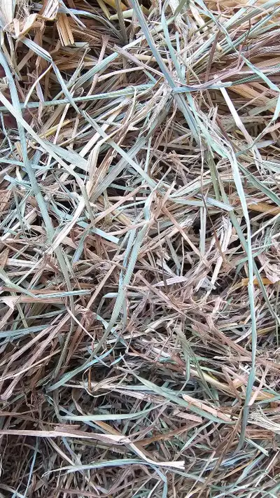 Hay for rabbits & Guinea pigs - SALE, View more