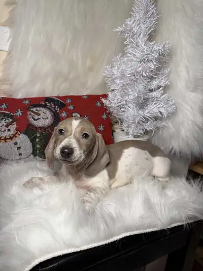 Pure Short Hair Miniature Dachshund Puppies, View more