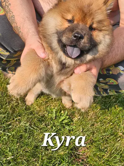 Chow Chow, View more