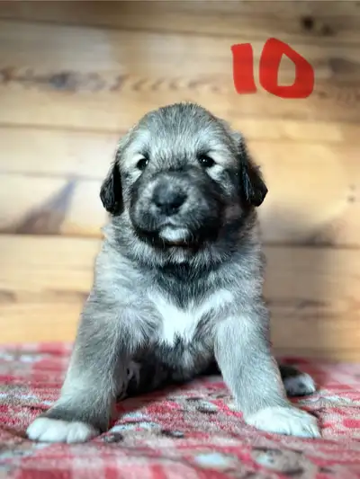 Ready to go in 1 week! 1 male (blue blanket) 6 Female pups (pink blanket). They will be dewormed. Al...