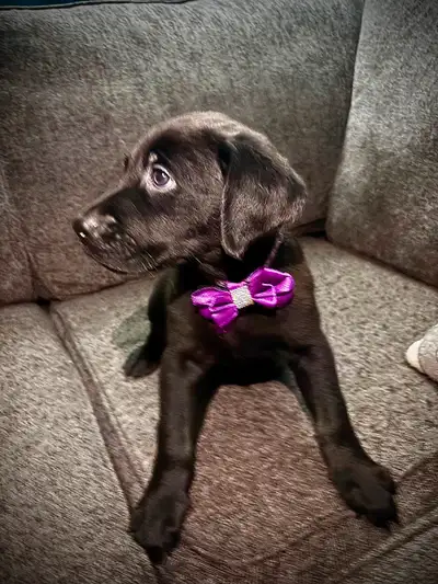 Golden Retriever x Rottweiler puppies!, View more
