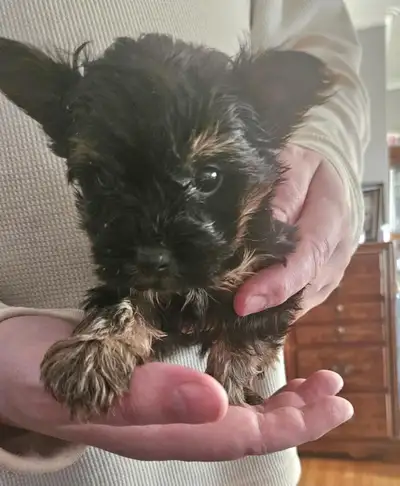 We have 2 beautiful yorkie males. They come from a Registered breeder with Over 15 years of experien...