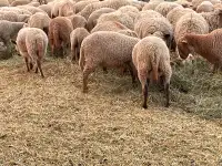 Sheep - lambs, ewes, rams for sale