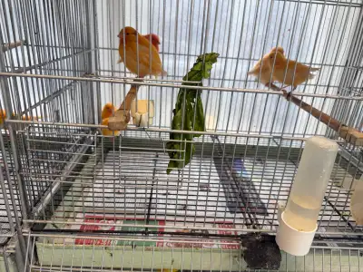 Mixed Limited Canaries, View more
