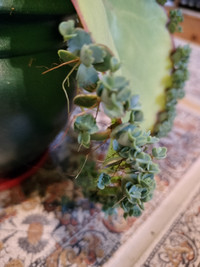 Indoor plants for sale - Mother of Thousands