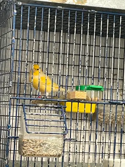 Male canaries, View more