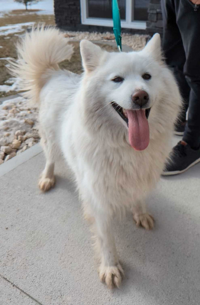 Female Samoyed for Sale! in Dogs & Puppies for Rehoming in Winnipeg - Image 2