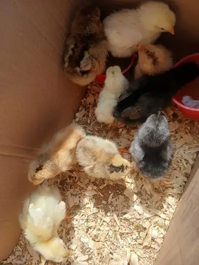 Week Old Chicks, View more