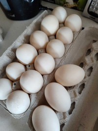 Duck eggs.  Œufs de cane