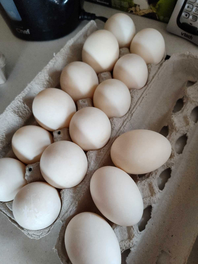 Duck eggs.  Œufs de cane in Other in Ottawa