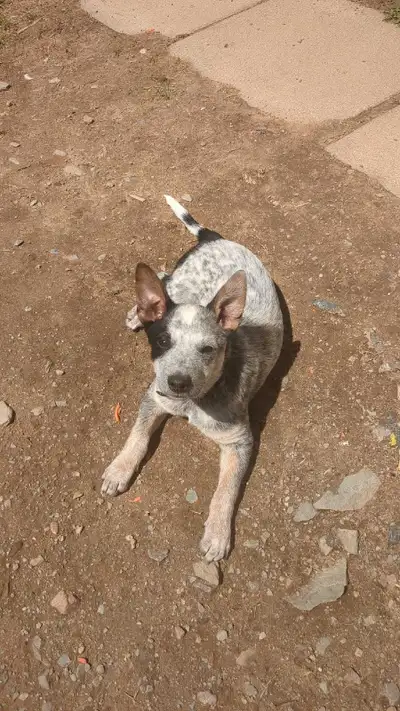 Blue Heeler puppies, View more
