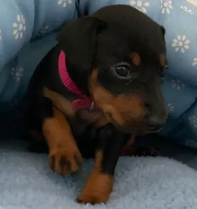 Learn About Manchester Terriers, View more