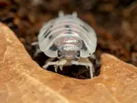 Dairy Cow Isopods! 
