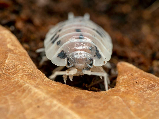 Dairy Cow Isopods!  in Other in Edmonton