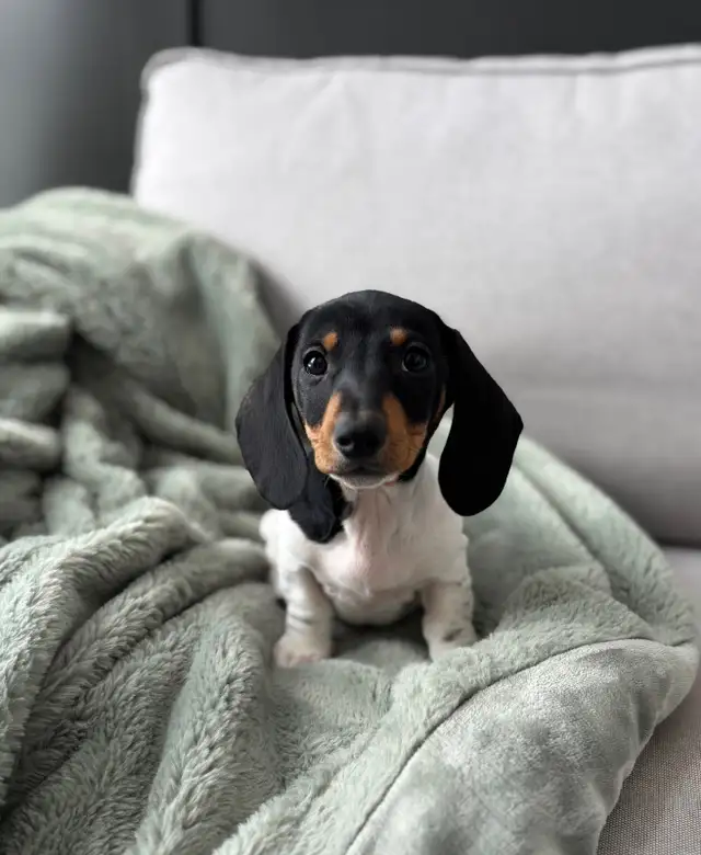 CKC registered Miniature Smooth Dachshund - male  in Dogs & Puppies for Rehoming in Winnipeg - Image 2