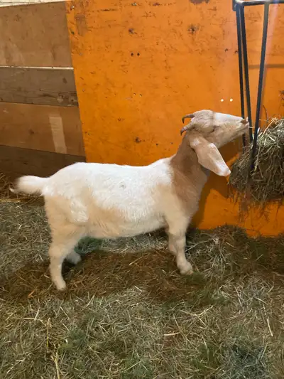 Boer Doe Goat, View more