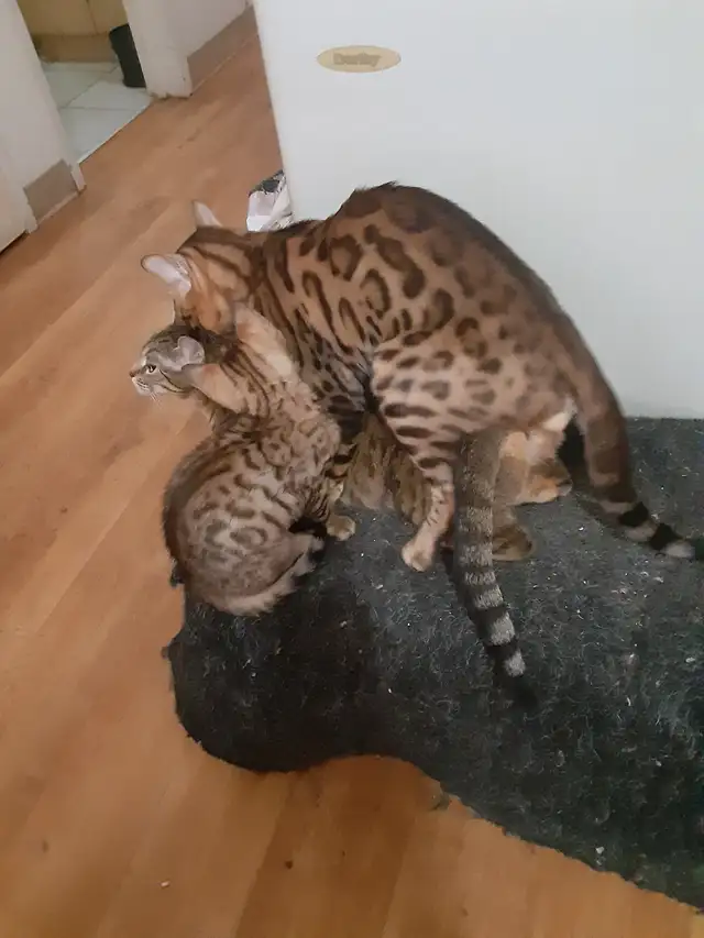 chaton bengal pure race parent sur place in Cats & Kittens for Rehoming in Trois-Rivières - Image 7