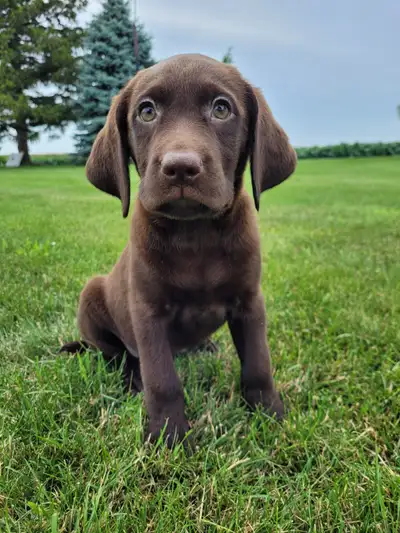 Purebred Labrador Puppies – Chocolate, Black & Yellow, View more