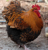 Wanted Gold Laced Orpington Rooster