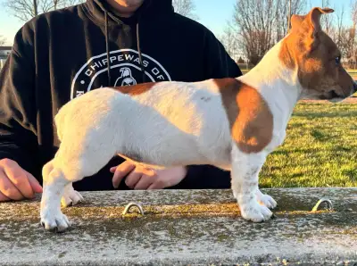 Delilah is an intact female Teddy Roosevelt Terrier. 13 weeks old. UKC registered, located in Forest...