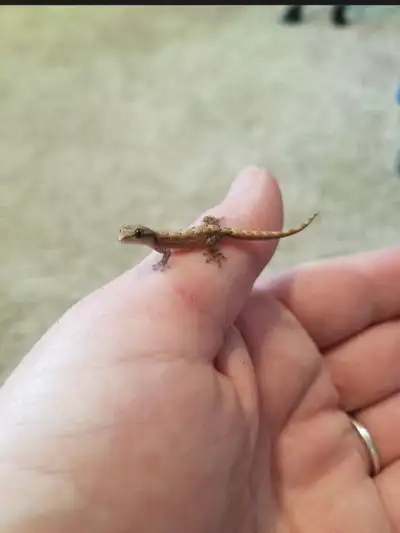Mourning Gecko, View more